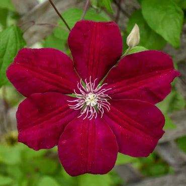 Clematis Red Flower Planting Seeds  Brighten Your Garden