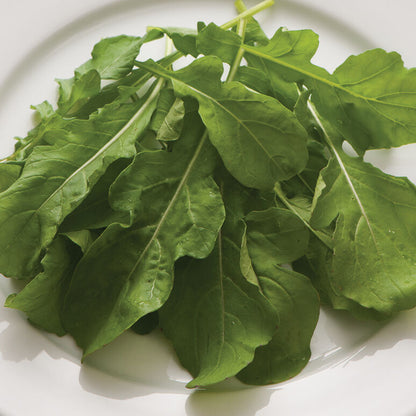 Ohio Erbstück Rucola Samen