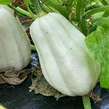 Graines de courge pomme de terre écrasée