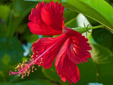 Hibiscus Rosasinensis Flower seeds for Planting, Low Maintenance Heirloom & GMO Free Seeds for Home Garden