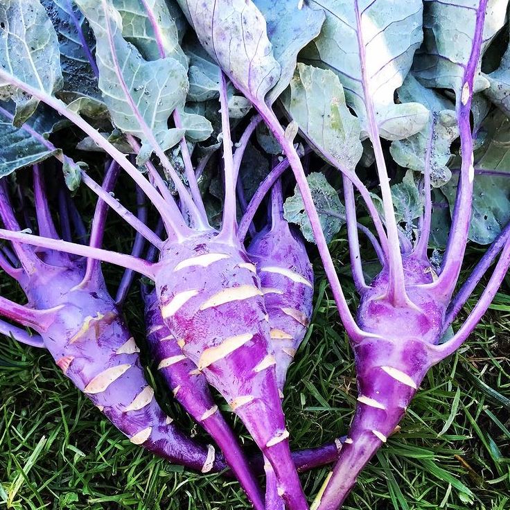 Early Purple Vienna Kohlrabi Seeds