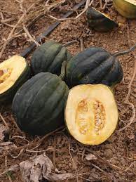 Graines de courge gland Table Queen