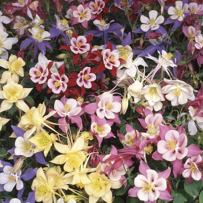 Tower Columbine Flower seeds for Planting, Sun Loving Heirloom & GMO Free Seeds for Home Garden