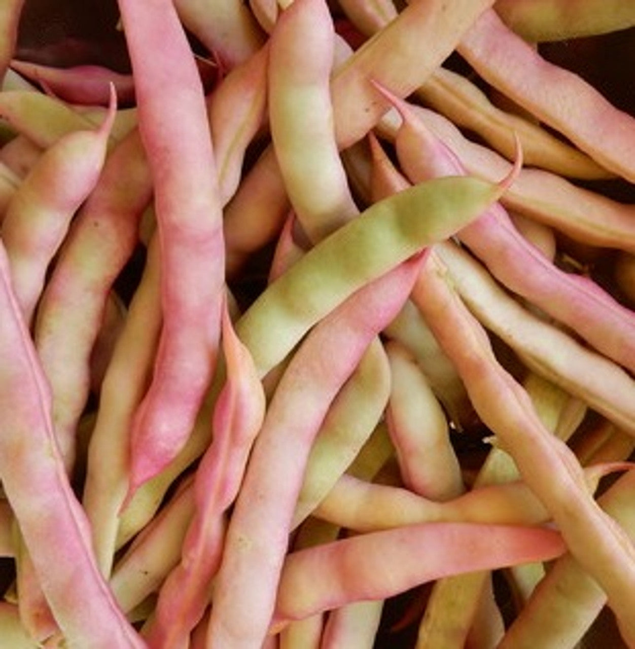 Runner Bean Heirloom Premium Seeds