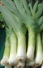 Giant Musselburgh Leek Seeds