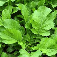 Florida Broadleaf Mustard Seeds