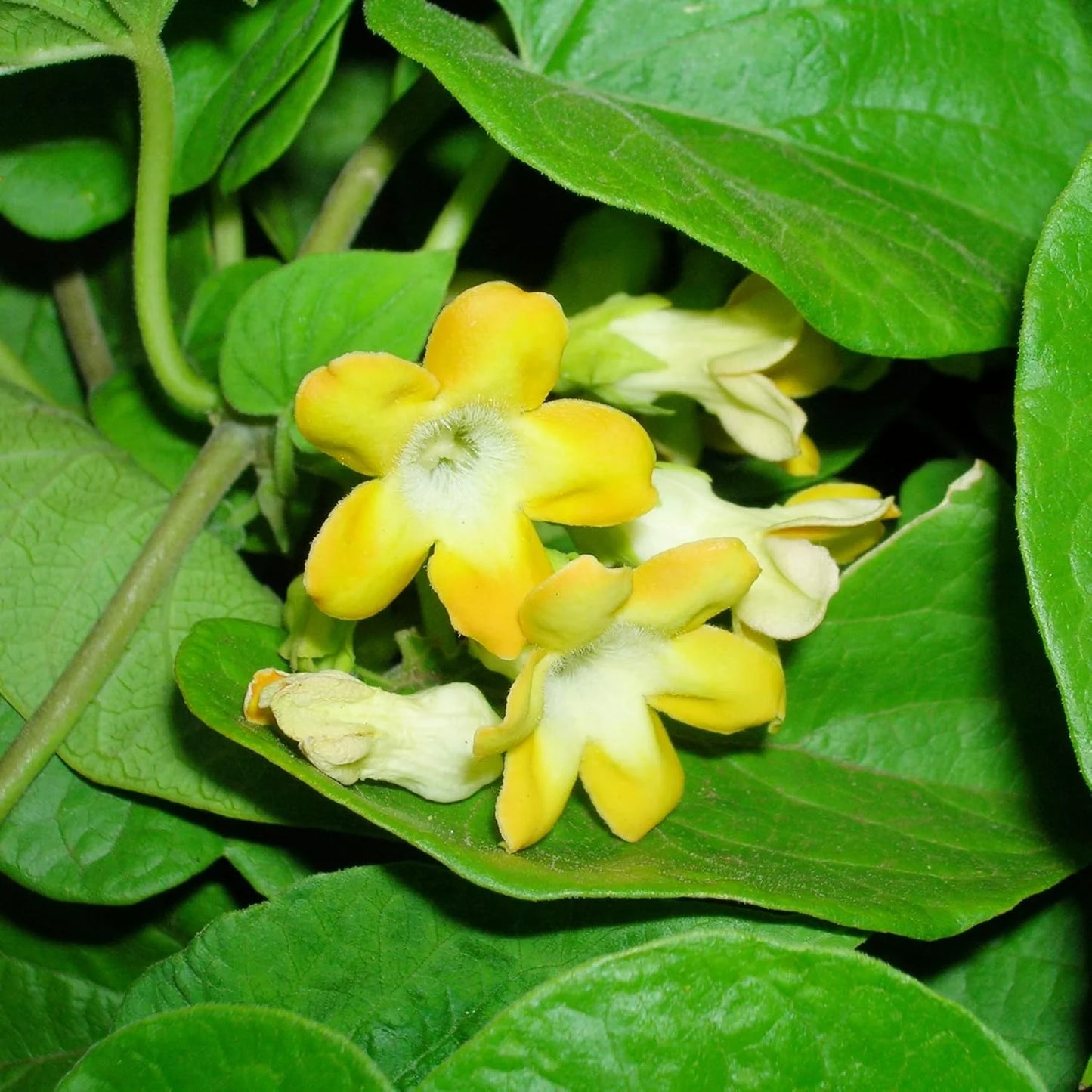 Telosma Cordata Flower Seeds