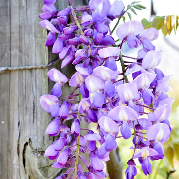 Wisteria Flower seeds for Planting, Vibrant Colors Heirloom & GMO Free Seeds for Home Garden