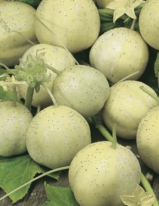 crystal apple cucumber seeds