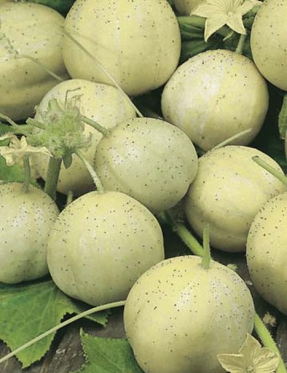 crystal apple cucumber seeds