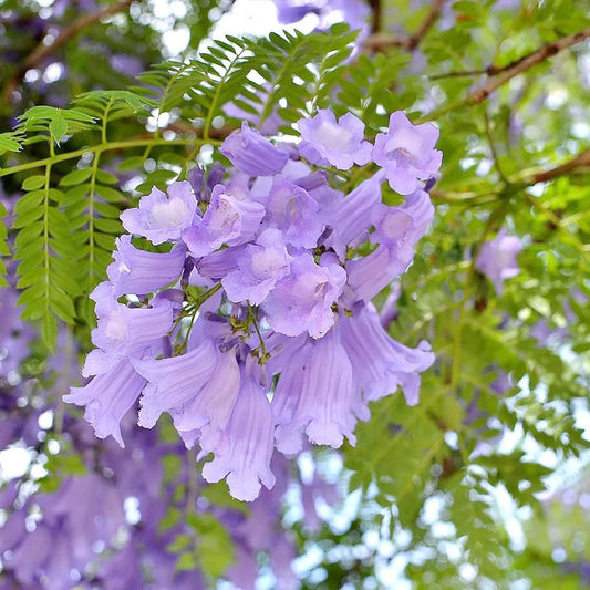 Jacaranda Cuspidifolia Lavender Trumpet Flowers Seeds