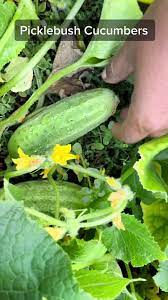 Burpee 'Pick-A-Bushel' Einlegegurken-Samen