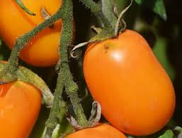 Graines de tomate Roma orange