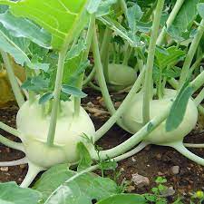 Early White Vienna Kohlrabi Seeds