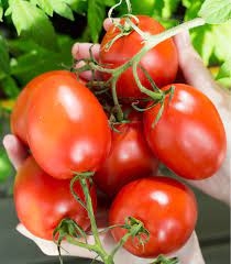 Italian Roma Tomato Seeds