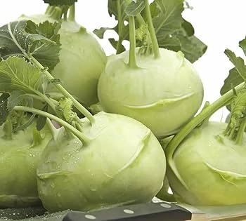 Big Daddy White Kohlrabi Seeds