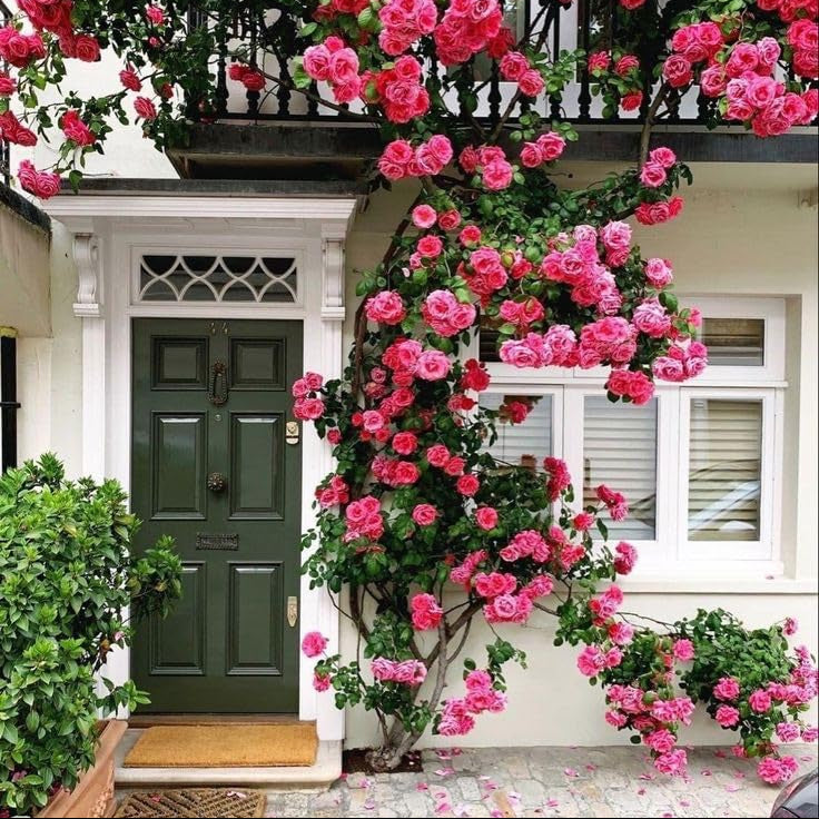 Rosensamen zum Pflanzen in Rosa und Rot