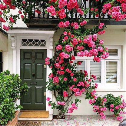 Rosensamen zum Pflanzen in Rosa und Rot
