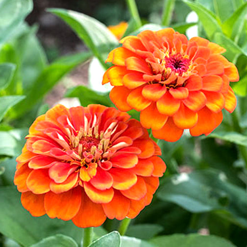 Zinnia Elegans Orange Seeds