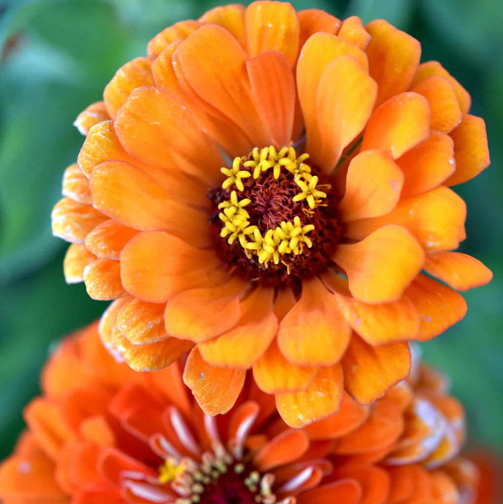 Zinnia Elegans 'Orange seeds