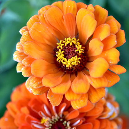 Zinnia Elegans 'Orange seeds