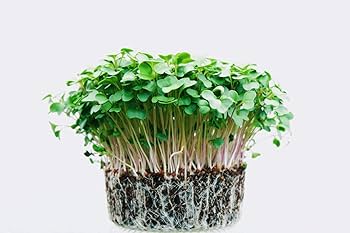 Bulk Salad Mix Microgreens Seeds