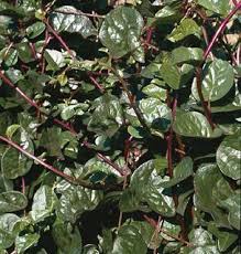 Malabar Spinach Seeds