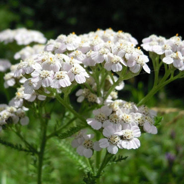 Yarrow flower seeds white