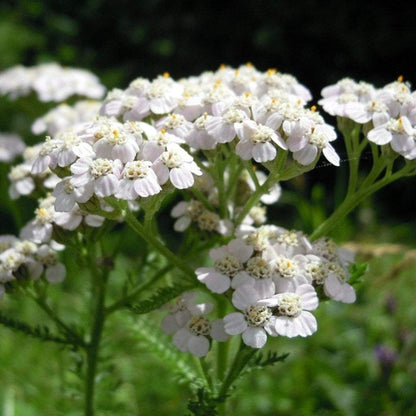 Yarrow flower seeds white