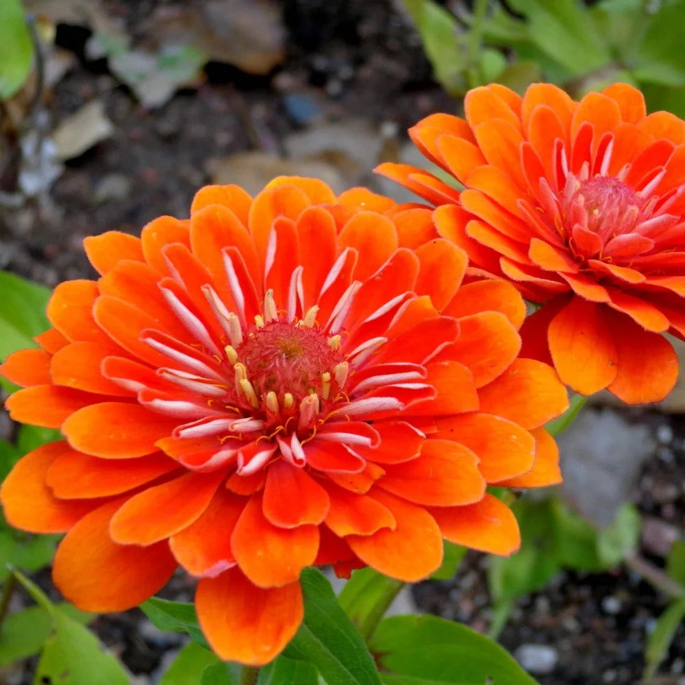 Zinnia Elegans Orange Seeds