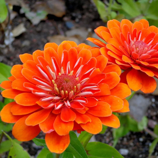 Zinnia Elegans Orange Seeds
