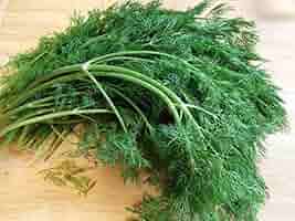 Dill Bouquet Seeds