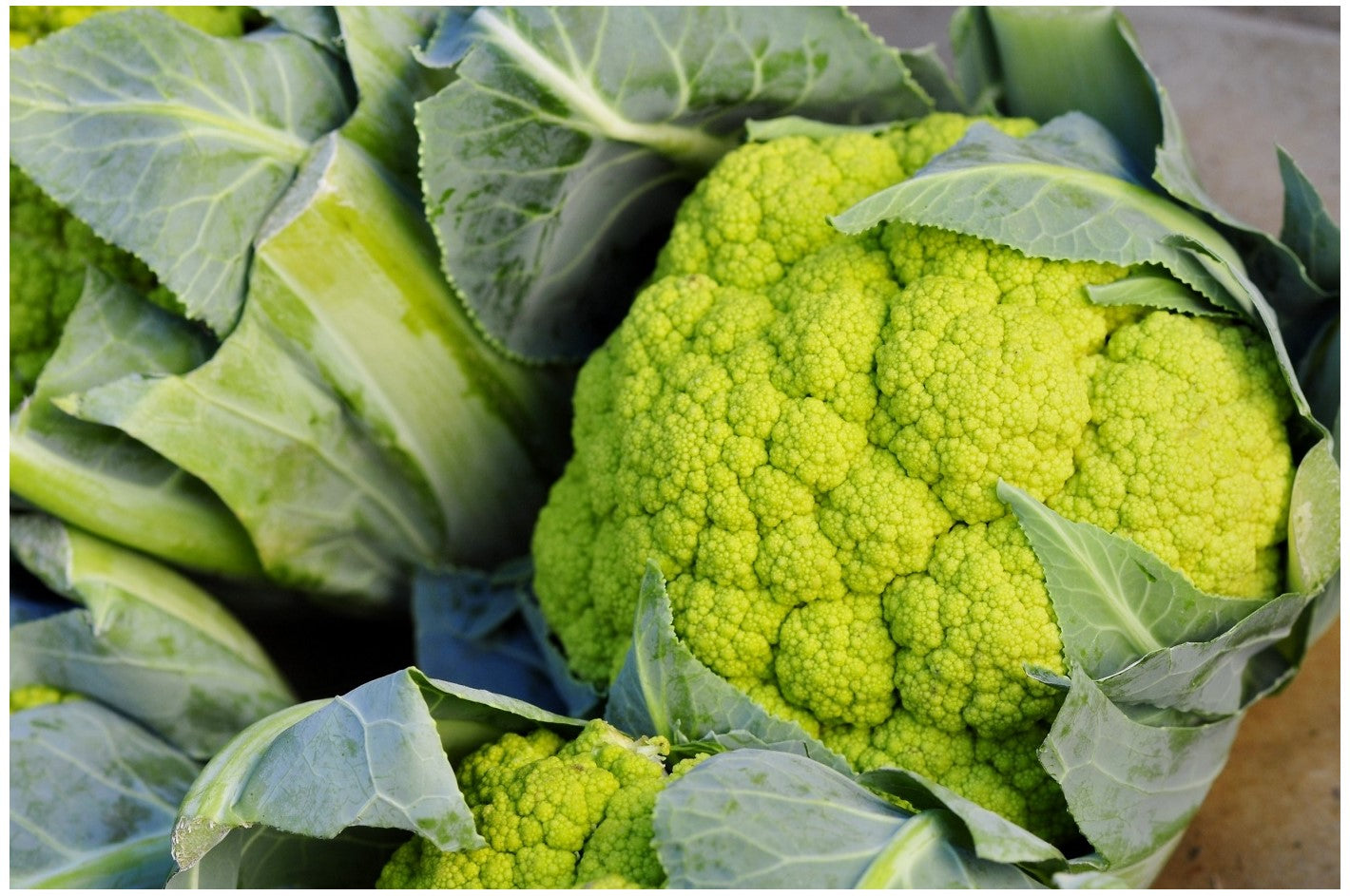 Green Macerata Cauliflower Seeds