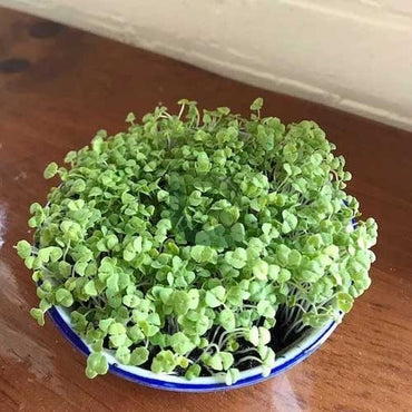 Semi di Rucola Microgreens – Sacchetto richiudibile sfuso da 1 LB