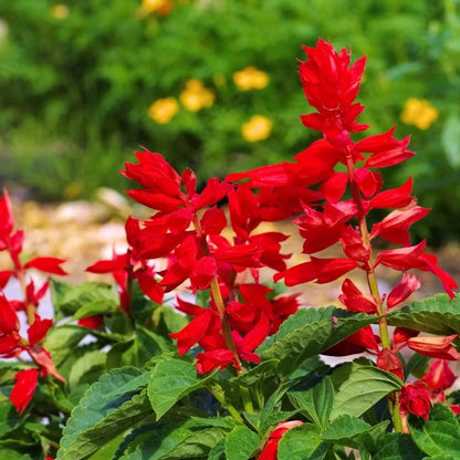 Scarlet Sage Flower seeds for Planting, Wildflower Mix Heirloom & GMO Free Seeds for Home Garden