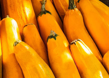 "Survival Garden Zucchini & Squash Seed Vault
