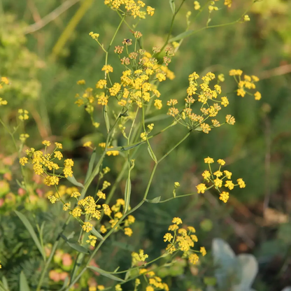 Bupleurum Falcatum Flowers Seeds