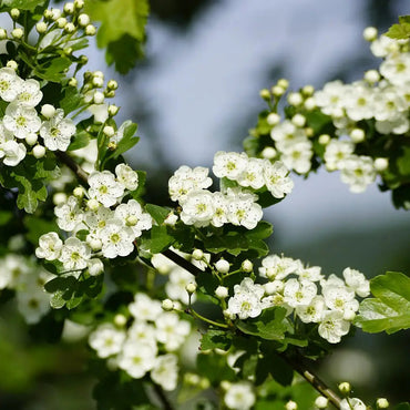 Downy Hawthorn Flower Seeds