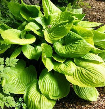 Hosta ‘Sum and Substance’ (Plantain Lily) Plant Seeds for Planting – Heirloom, Non-GMO, Perennial, Shade-Tolerant