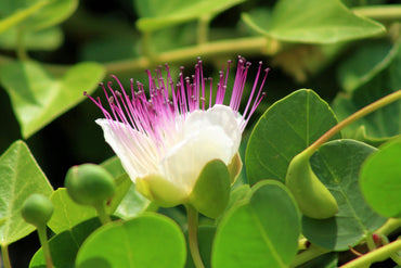 Capparis Spinosa Flower Seeds