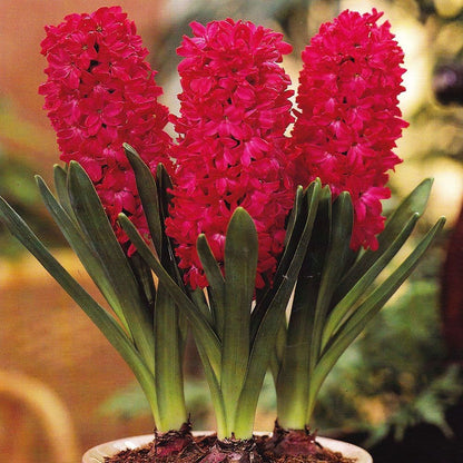 Red Hyacinth Flower seeds for Planting - Sun Loving, Heirloom & GMO Free Seeds for Home Garden
