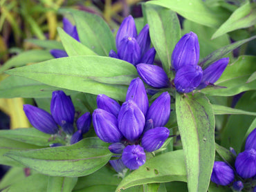 Bottle Gentian Flower Seeds