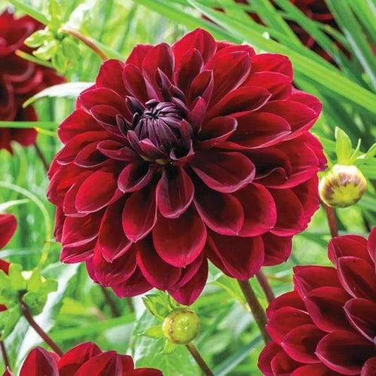 Arabian Night Dahlia Flower seeds for Planting - Wildflower Mix, Heirloom & GMO Free Seeds for Home Garden
 
 Sale