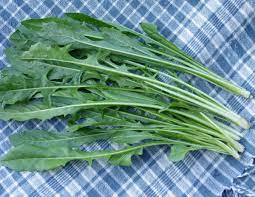 Chicory  Seeds - for Planting