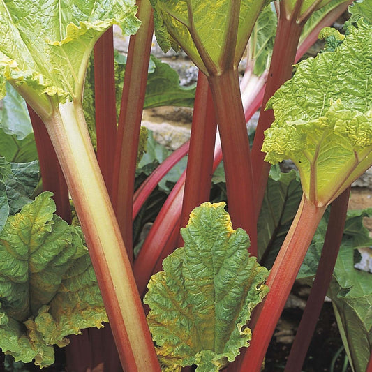Graines de légumes Rhubarb Leader