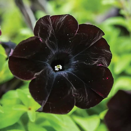 Petunias Seeds for Planting black Color