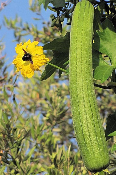 Semi di zucca Luffa (Loofah) Non-OGM da eredità