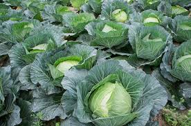 Kohl Samen für den Gartenbau