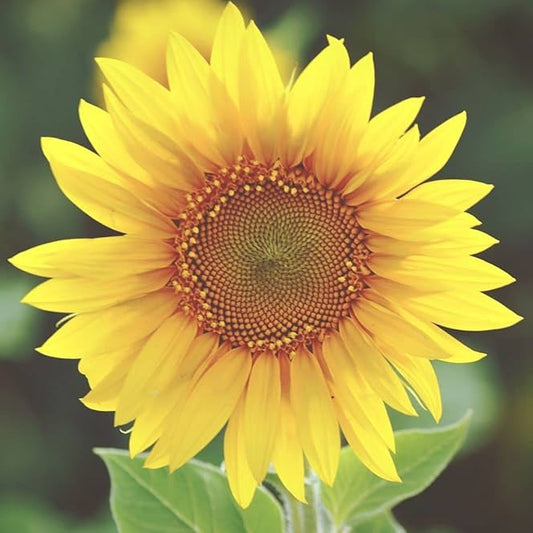 Organic Sunflower Seeds