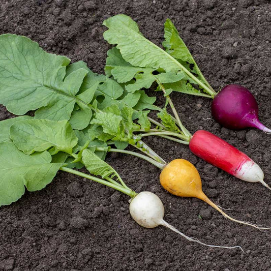 Rainbow Radish Seeds for Growing